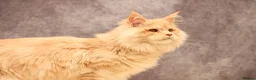 Maine Coon cats for sale: 🔥Maine Coon Boy (Klaus)🔥 - Advert 4
