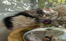 Maine Coon cats for sale: Pedigree registered Maine Coons - Image 3