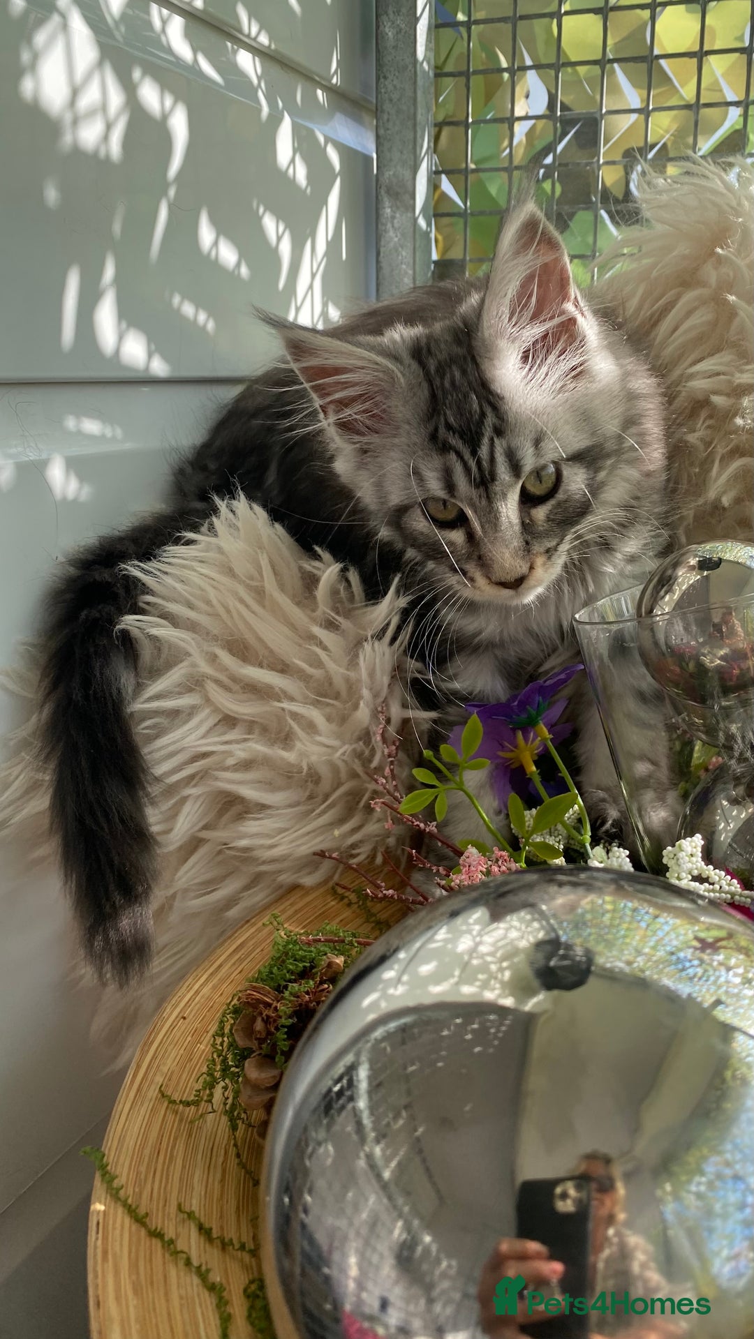 Maine Coon cats for sale: Pedigree registered Maine Coons - Image 3