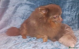Pomeranian dogs for sale: Chocolate parti boy ready now x - Image 2