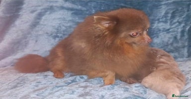 Pomeranian dogs - Advert 4