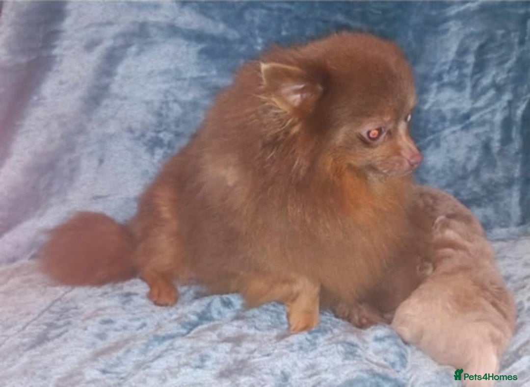 Pomeranian dogs for sale: Chocolate parti boy ready now x - Image 2