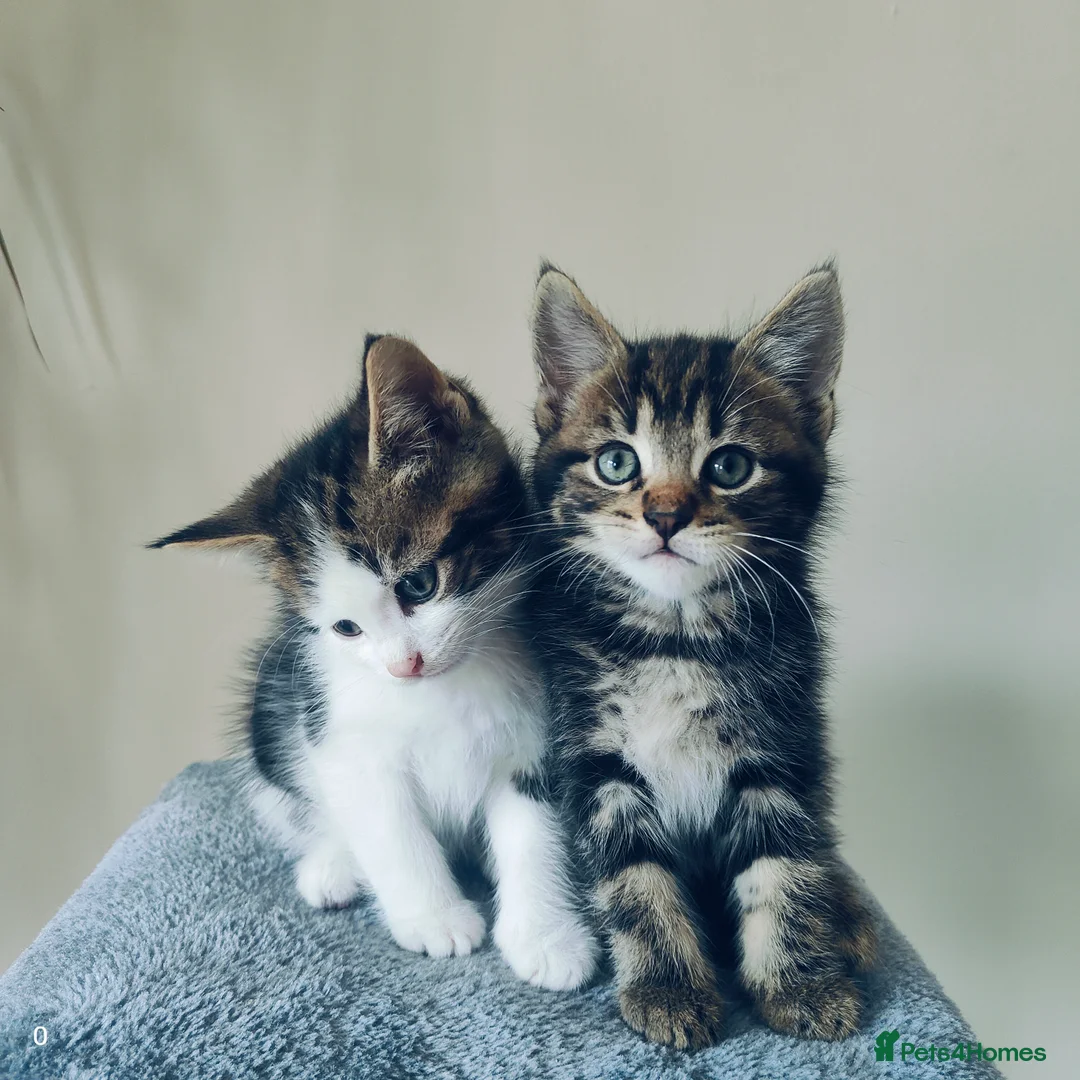 Maine Coon cats for sale: Stunning Maine Coon cross Boys-5 Beautiful fluffy - Advert 10