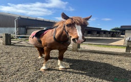 Clydesdale horses for sale: 4yo Clydesdale x Sports Horse Mare –16h - Image 4