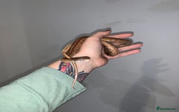 Corn Snake reptiles for sale: Corn snake young  - Image 2