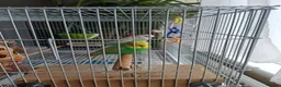 Lovebirds birds for sale: 2 Budgies for sale in London - Advert 7