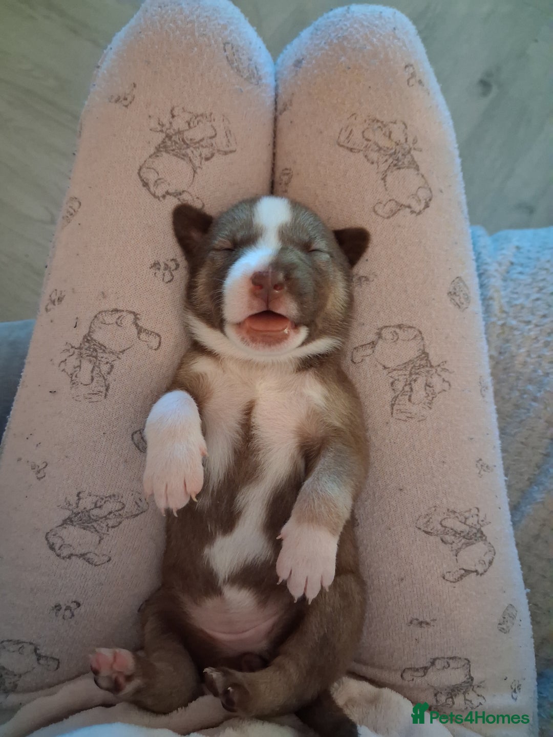 Mixed Breed dogs for sale: Agouti Husky Cross puppies  - Advert 7