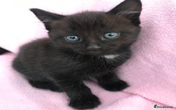 Mixed Breed cats for sale: Little kittens for sale - Image 18