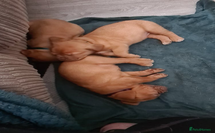 Dogue De Bordeaux dogs - Advert 4