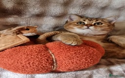 British Shorthair cats for sale: GOLDEN & COLOURPOINT BSH KITTENS, READY TO GO! - Image 15