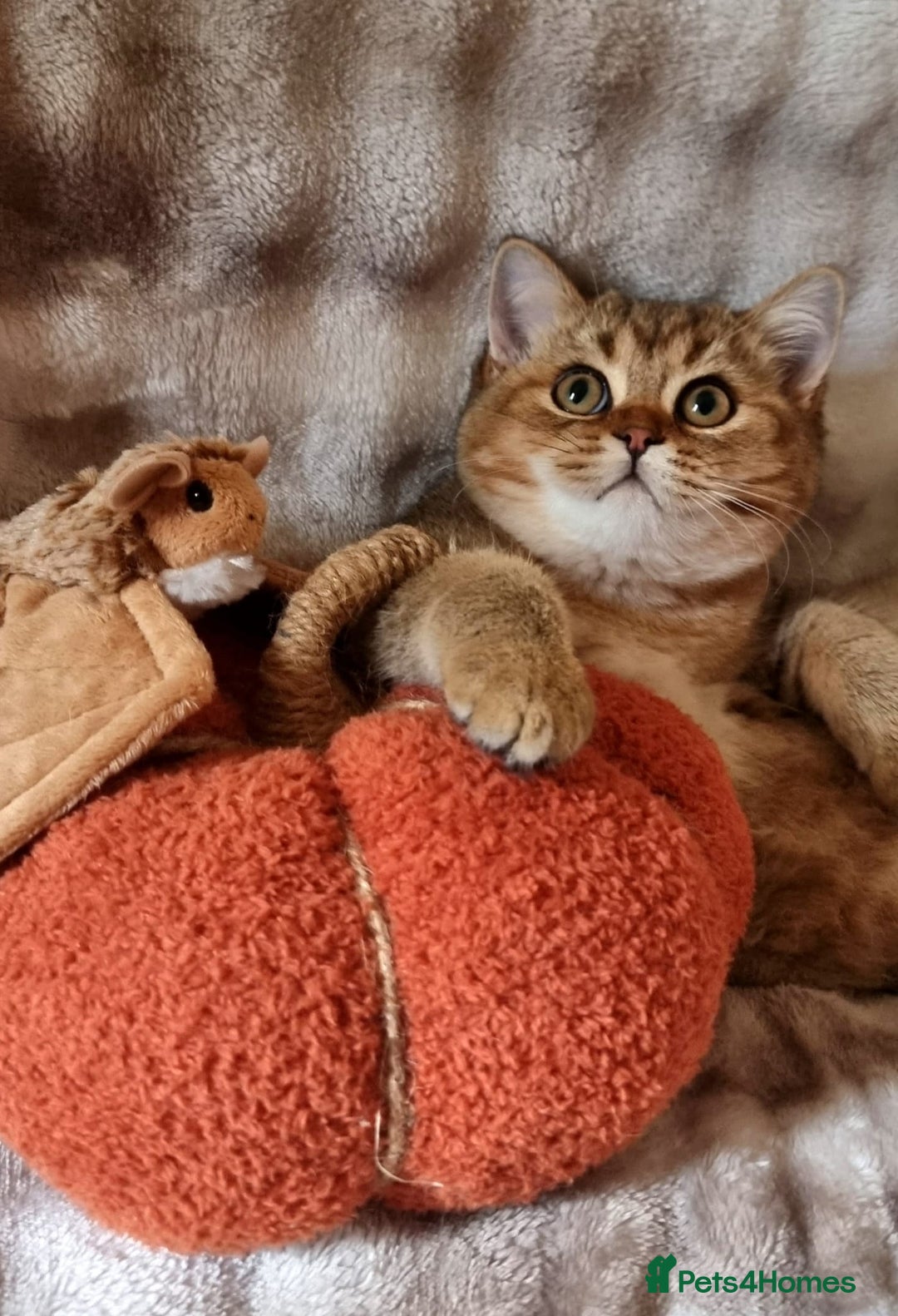 British Shorthair cats for sale: GOLDEN & COLOURPOINT BSH KITTENS, READY TO GO! - Image 15