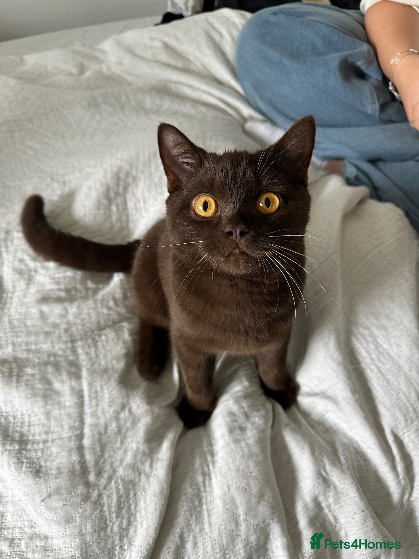 British Shorthair cats 6 month old Cinnamon British Shorhair - Advert 1