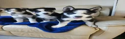 Siberian Husky dogs for sale: 3 husky puppies! in Stevenage - Advert 6