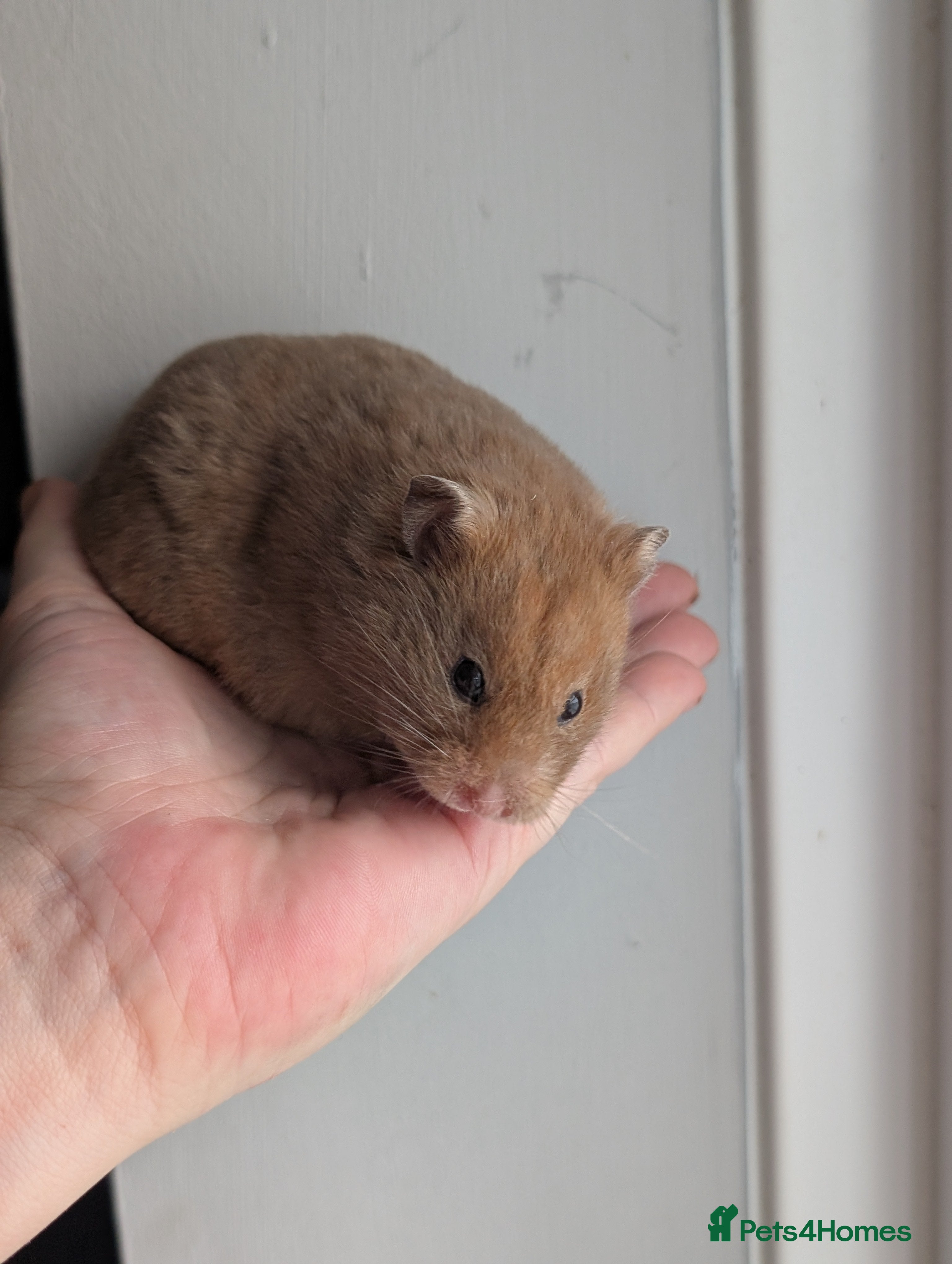 Hamster rodents Pedigree syrian hamsters  - Advert 16