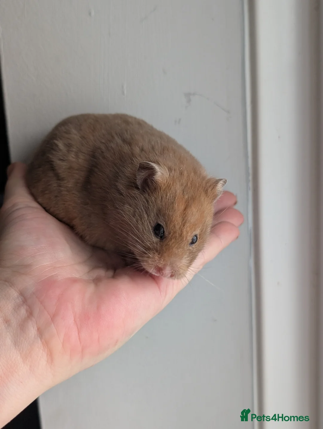 Hamster rodents for sale: Pedigree syrian hamsters  - Advert 2