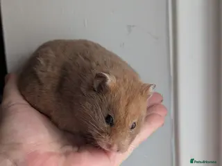 Hamster rodents Pedigree syrian hamsters - Advert 16