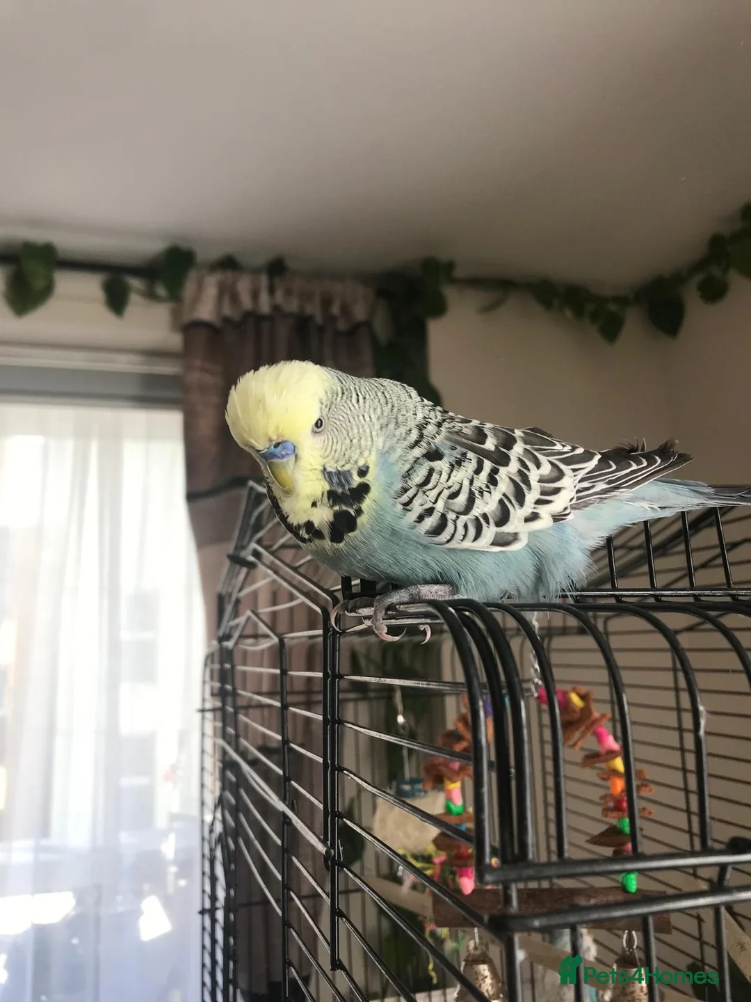 Budgerigars birds for sale: Exhibition budgie looking for a new home - Advert 1