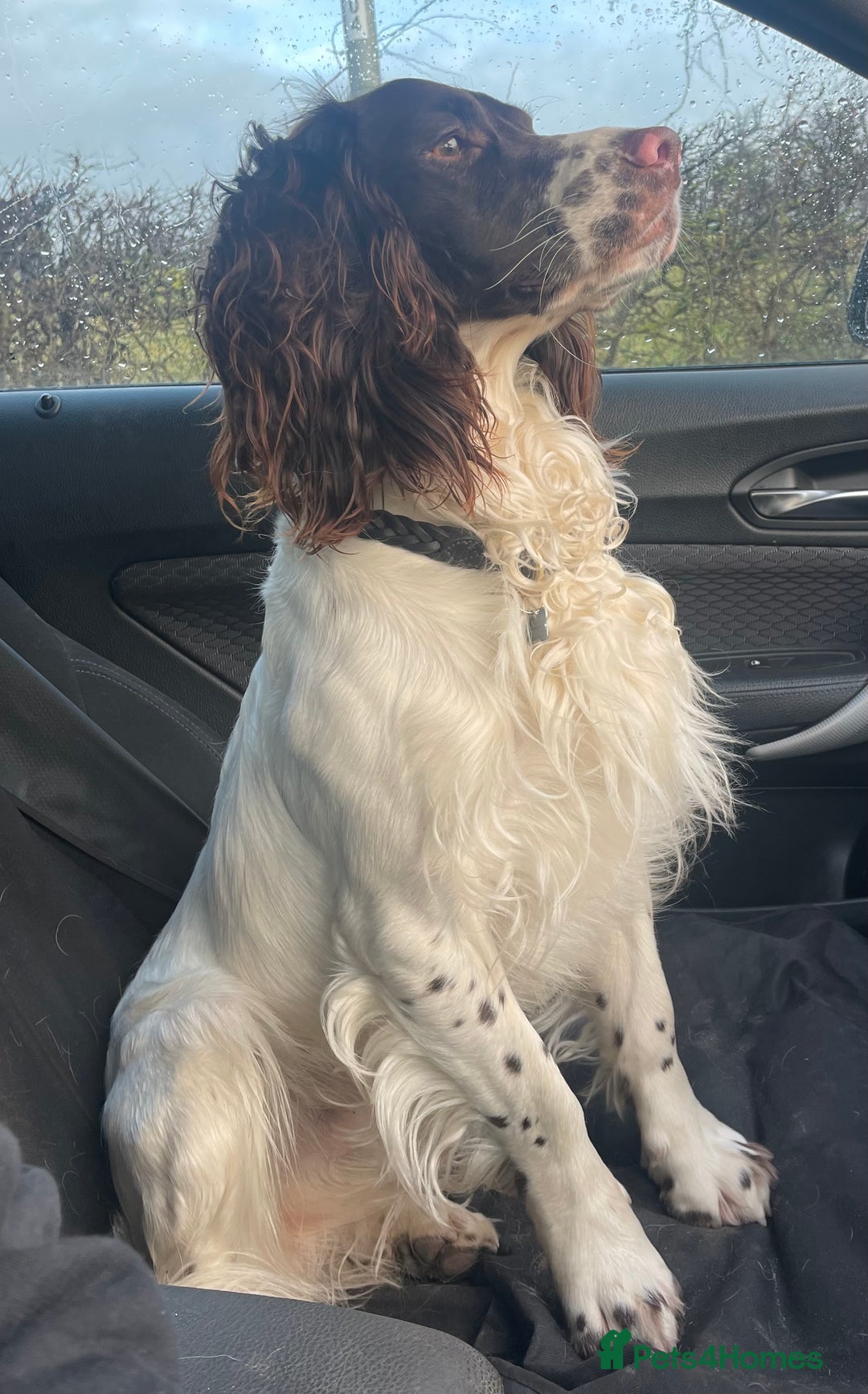 English Springer Spaniel dogs for stud: *KC registered* Gus available for stud in Pontefract - Advert 3