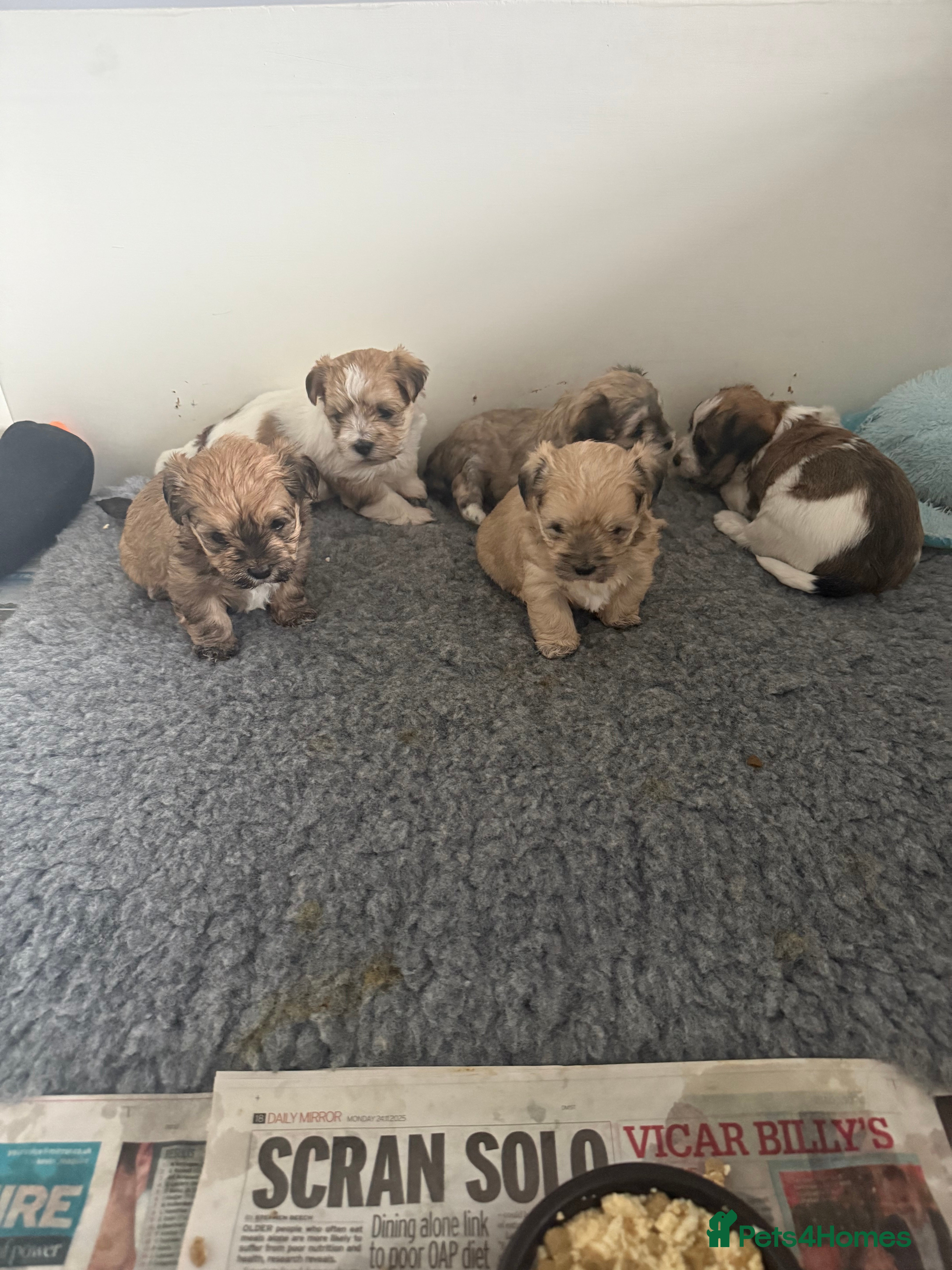 Mixed Breed dogs Absolutely gorgeous lhatese puppies - Advert 16