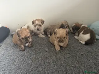 Mixed Breed dogs Absolutely gorgeous lhatese puppies - Advert 16