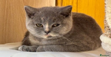 British Shorthair cats - Advert 8