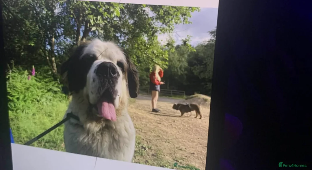 Saint Bernard dogs for sale: Saint Bernard - Advert 1