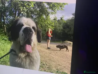 Saint Bernard dogs Saint Bernard - Advert 4