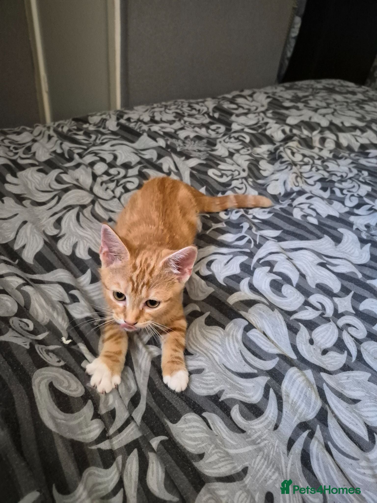 Mixed Breed cats Ginger female kittens - Advert 3