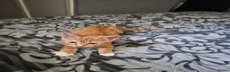Mixed Breed cats for sale: Ginger female kittens - Advert 3