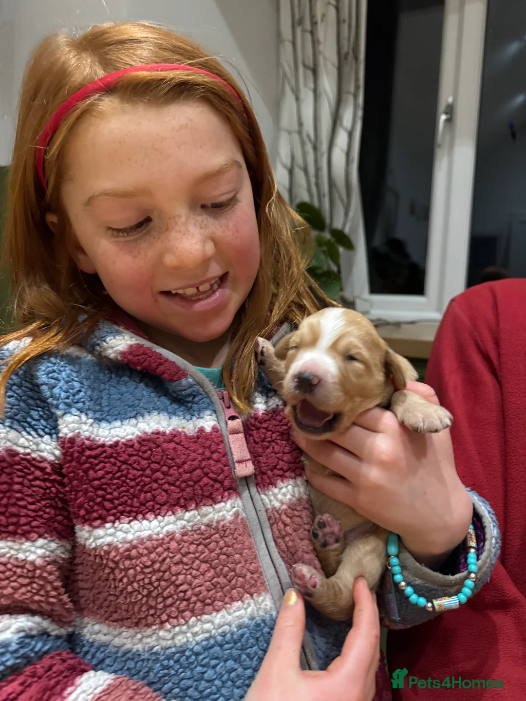 Labradoodle dogs for sale: Labradoodle F1 Puppies Health Tested Parents   - Advert 5