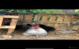 Chickens poultry for sale: Orpington cockerel  - Image 2