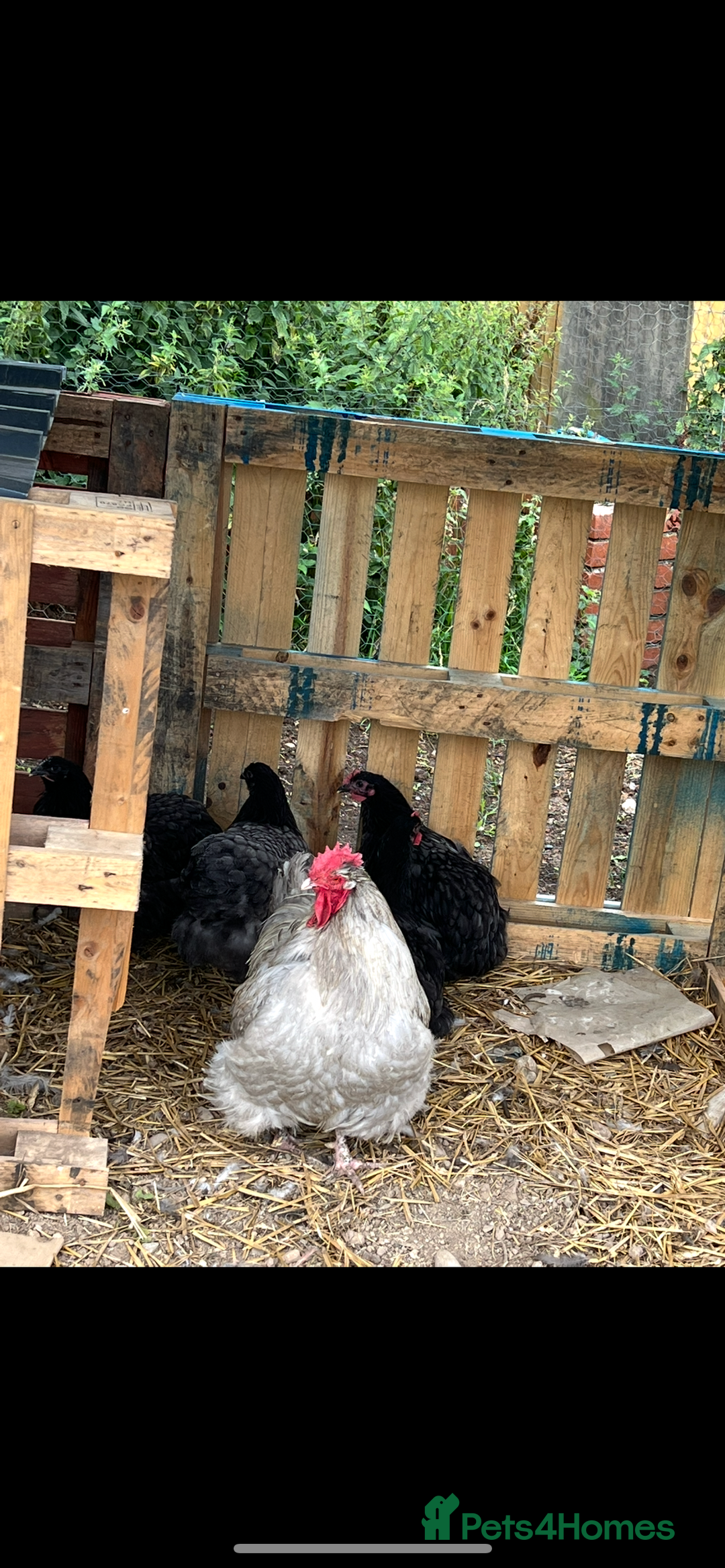 Chickens poultry for sale: Orpington cockerel  - Image 2