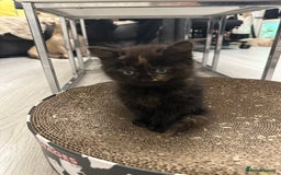 British Shorthair cats for sale: BEAUTIFUL BABY BLUE KITTENS  - Image 7
