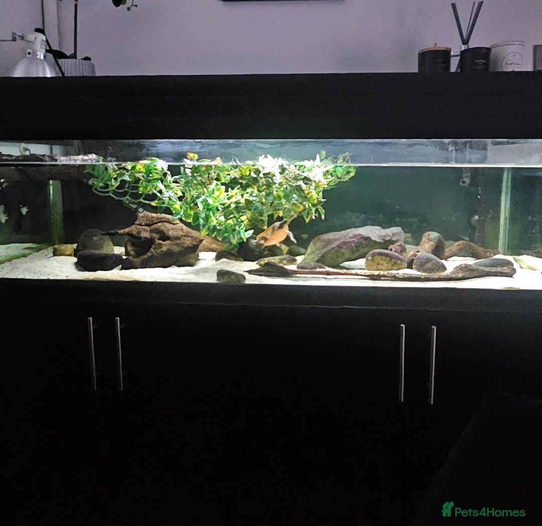 Turtle reptiles for sale: Pink bellied sideneck Turtles x2 - Image 5