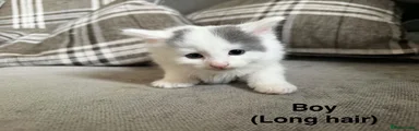 Floppsie 
