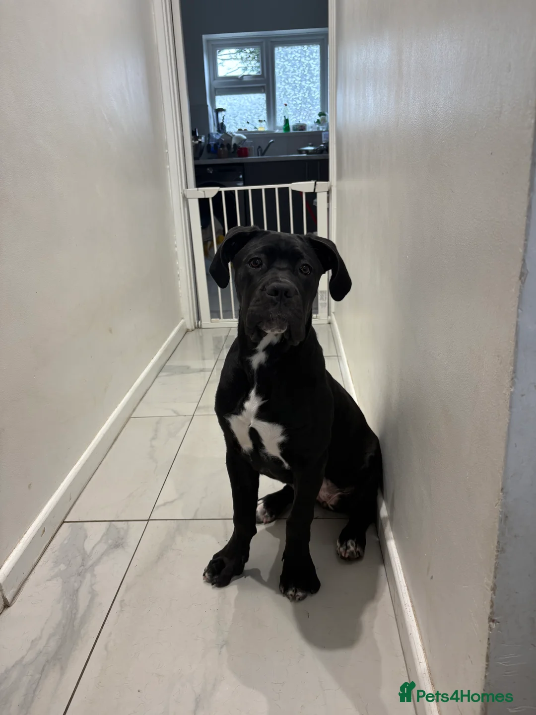 Cane Corso dogs for sale: 5 MONTH OLD CANE CORSO  in St Albans - Advert 3