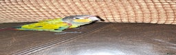Conures birds for sale:  Hand Reared Crimson Bellied Conure - Advert 3