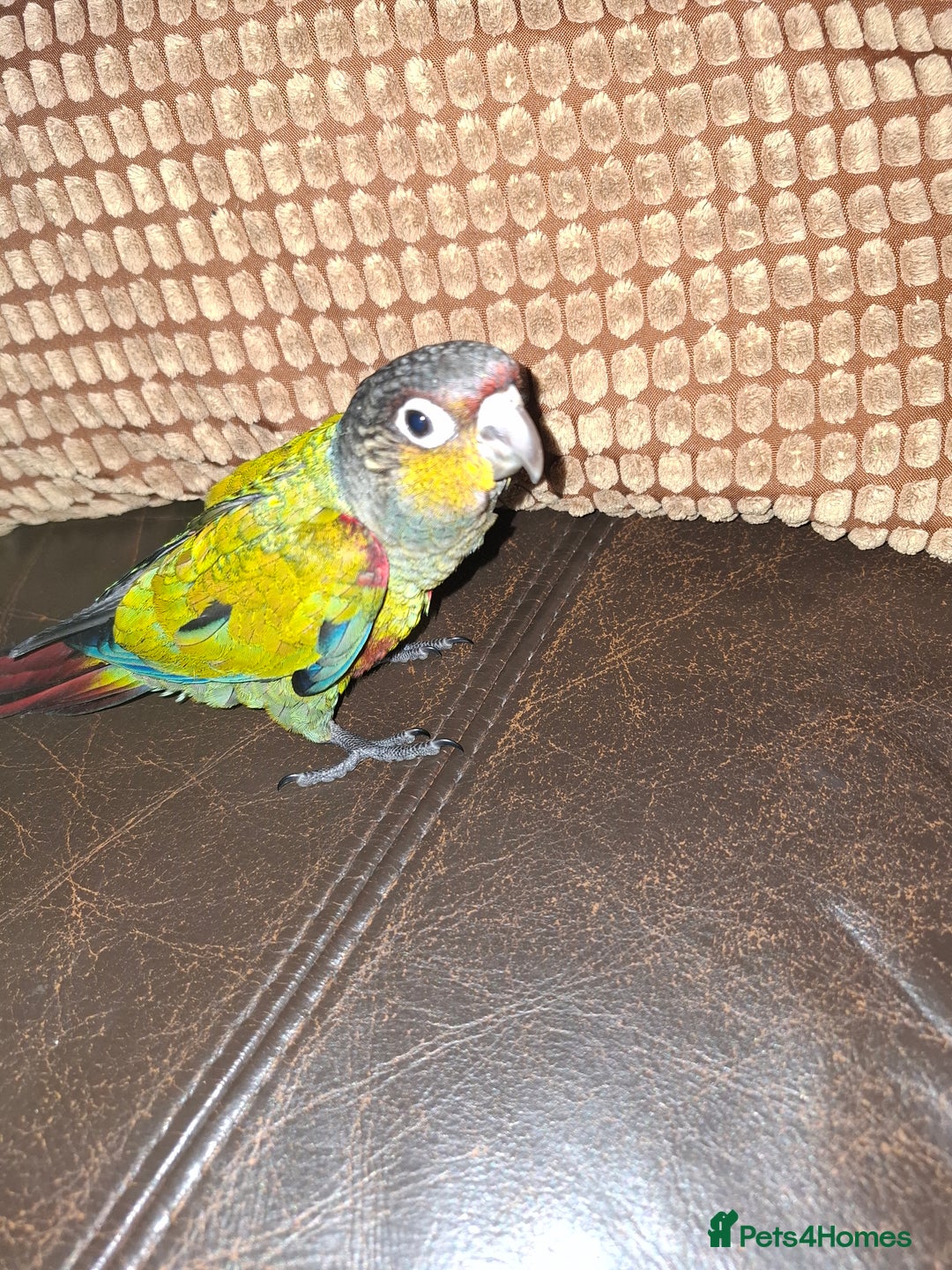 Conures birds for sale:  Hand Reared Crimson Bellied Conure - Advert 3