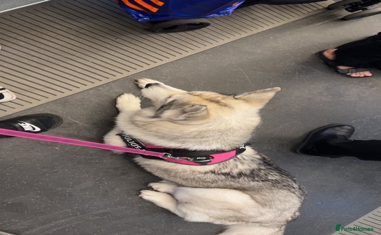 Huskita dogs - Advert 1