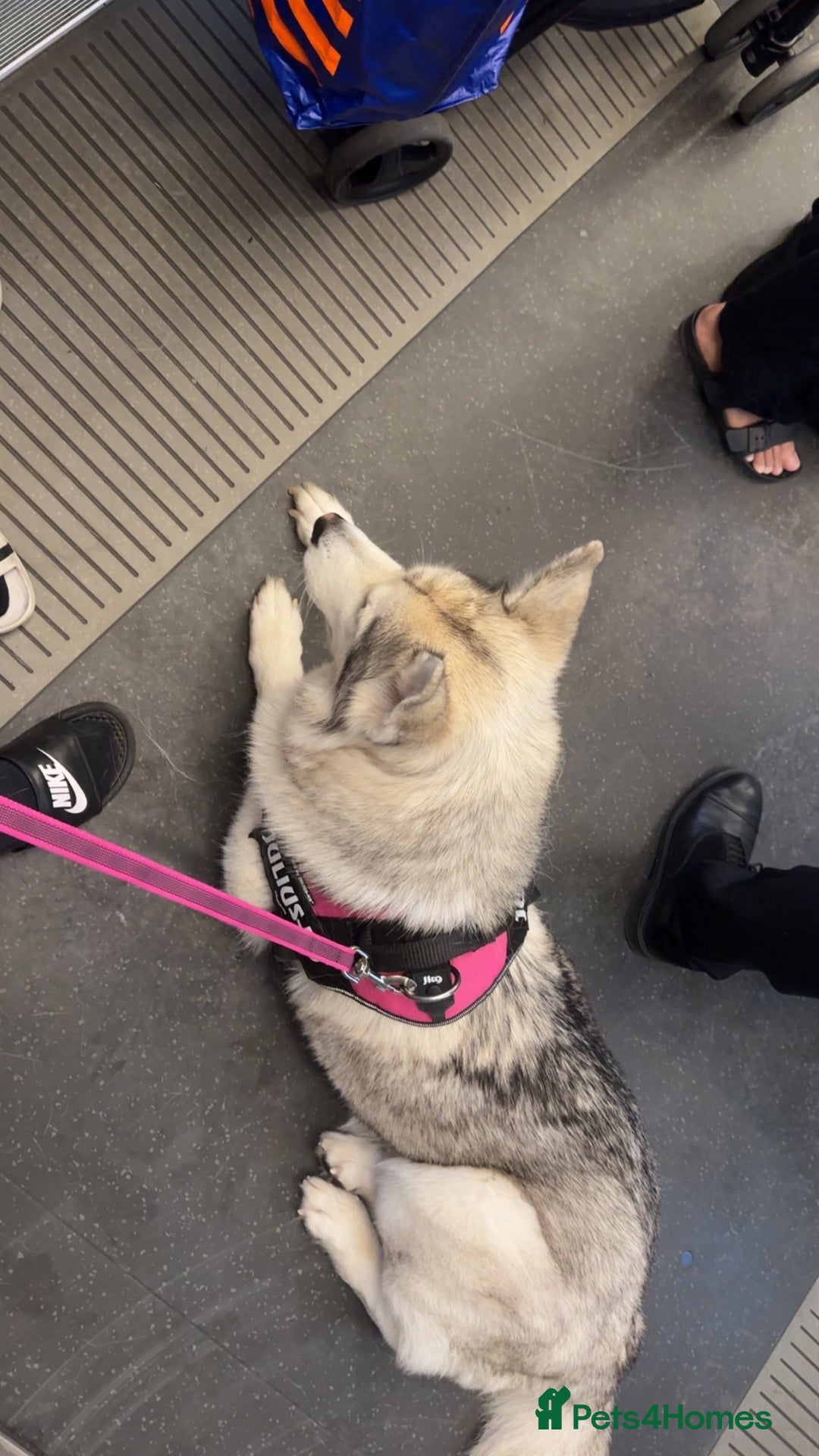 Huskita dogs for sale: Husky  - Image 1