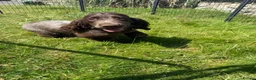 Cocker Spaniel dogs for sale: Wilson KC Registered Looking For Forever Home - Advert 7