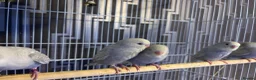 Budgerigars birds for sale: Dun fallow spilt bf budgies  - Advert 8