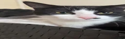 Mixed Breed cats for sale: Overlooked Rescue cats- 6m- 6 years🤎 - Advert 9