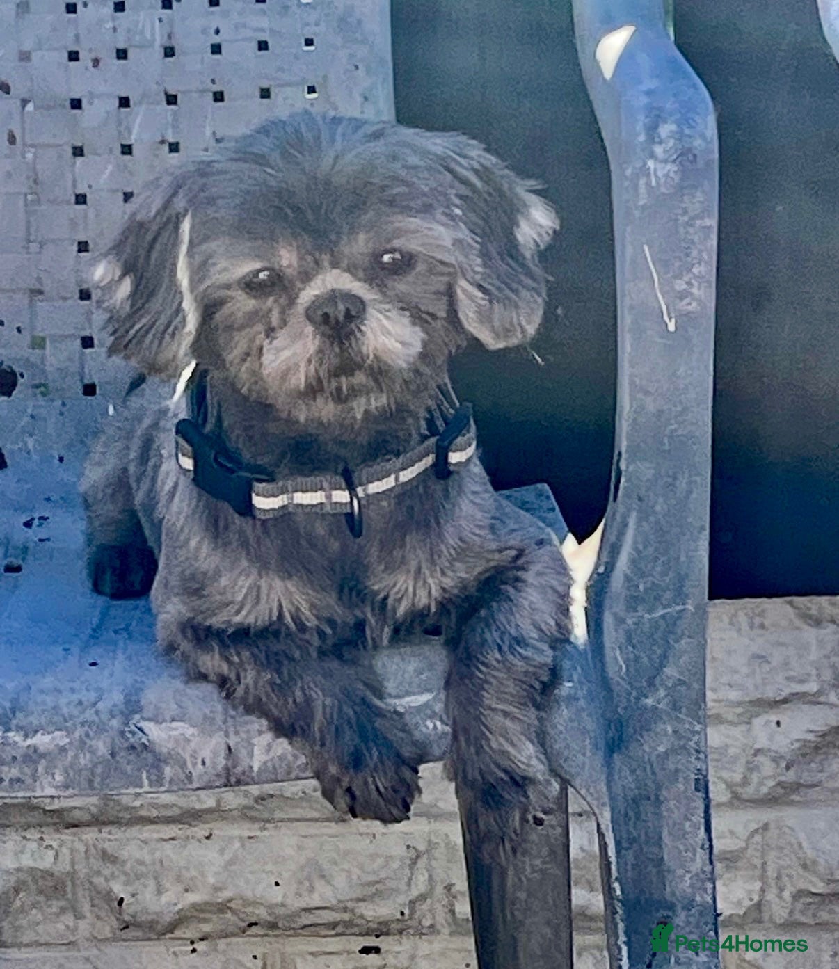 Shih Tzu dogs Beautiful Imperial Shih Tzu Puppies Ready To Go ❤️ - Advert 1