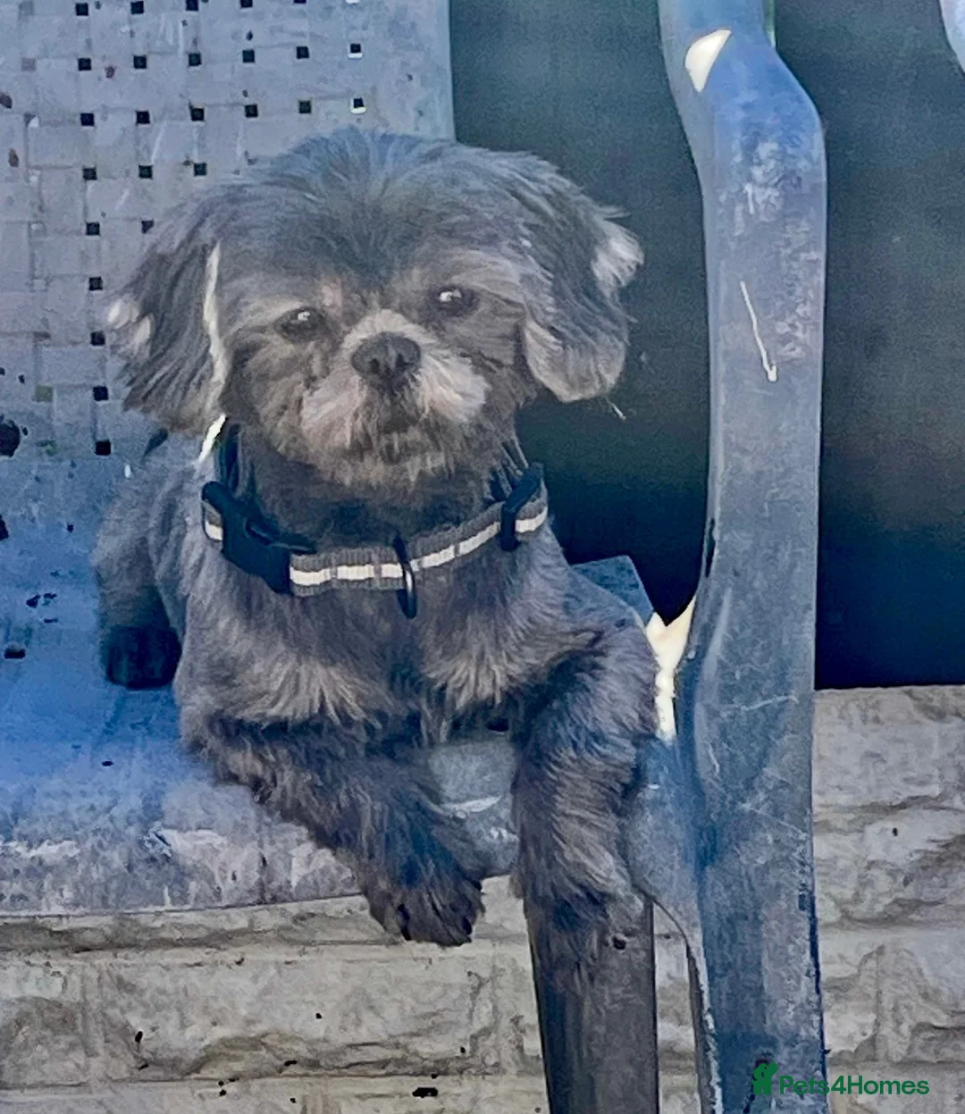 Shih Tzu dogs for sale: Beautiful Imperial Shih Tzu Puppies Ready To Go ❤️ - Advert 1