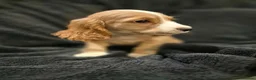 Cocker Spaniel dogs for sale: KC Health Clear Cocker Spaniels Puppies-Ready Now - Advert 17