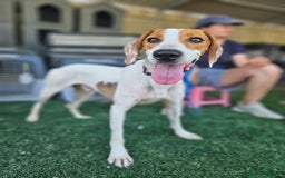 Mixed Breed dogs for adoption: FABIAN - 15 mth old, Male, Pointer type - Image 13