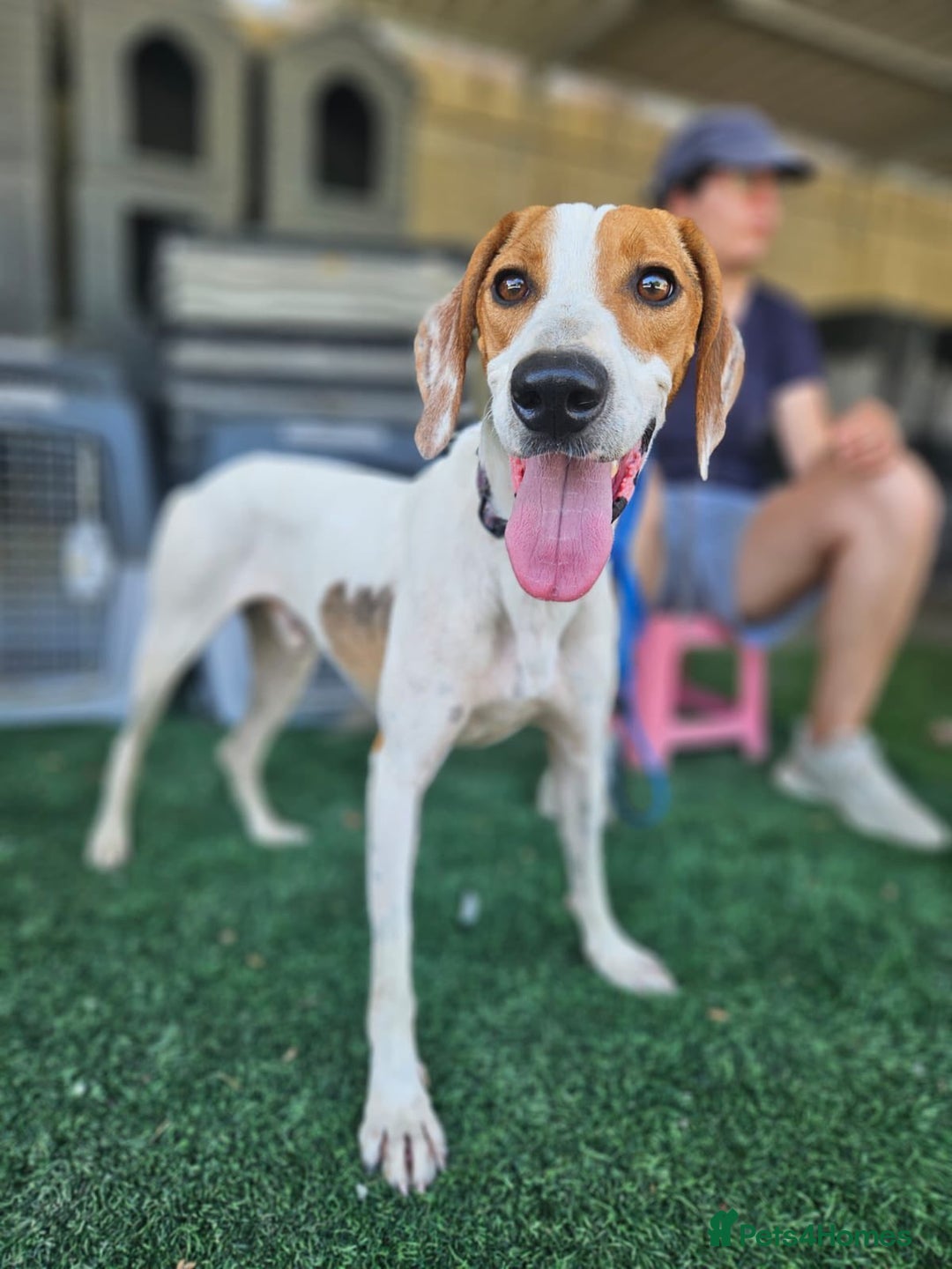 Mixed Breed dogs for adoption: FABIAN - 15 mth old, Male, Pointer type - Image 13