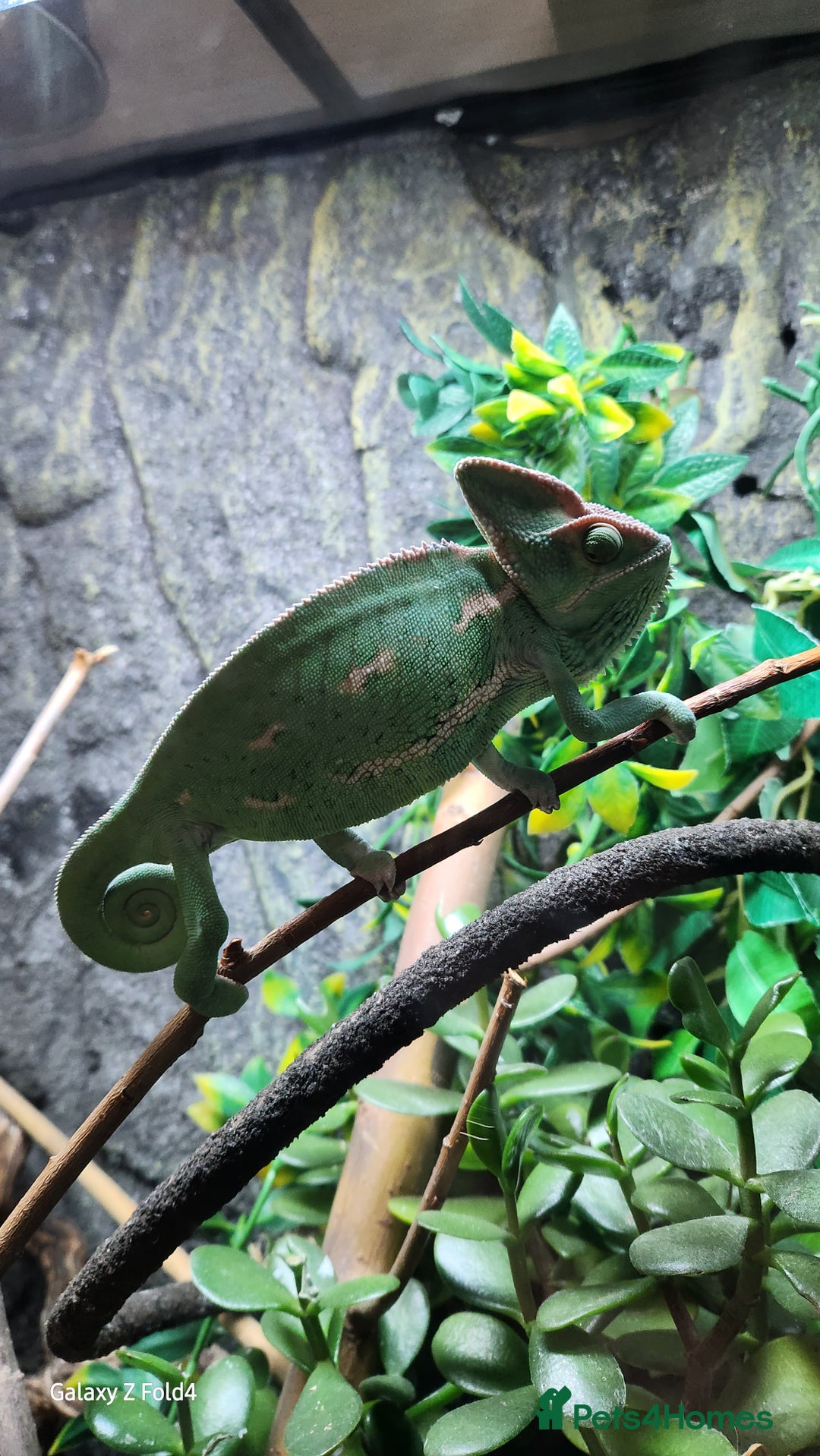 Chameleon reptiles for sale: Yemen and full setup - Advert 7