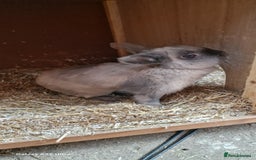 Netherland Dwarf rabbits for sale: Various Netherland Dwarfs available from £20 - Image 30